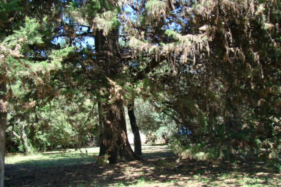 San Javier,Córdoba,Argentina,6 Habitaciones Habitaciones,5 BañosBaños,Chacras-Quintas,1360